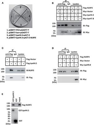 The Shigella Type III Secretion Effector IpaH4.5 Targets NLRP3 to Activate Inflammasome Signaling